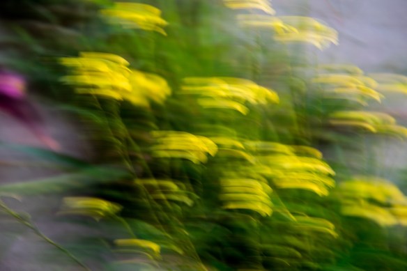 Yellow flowers panning