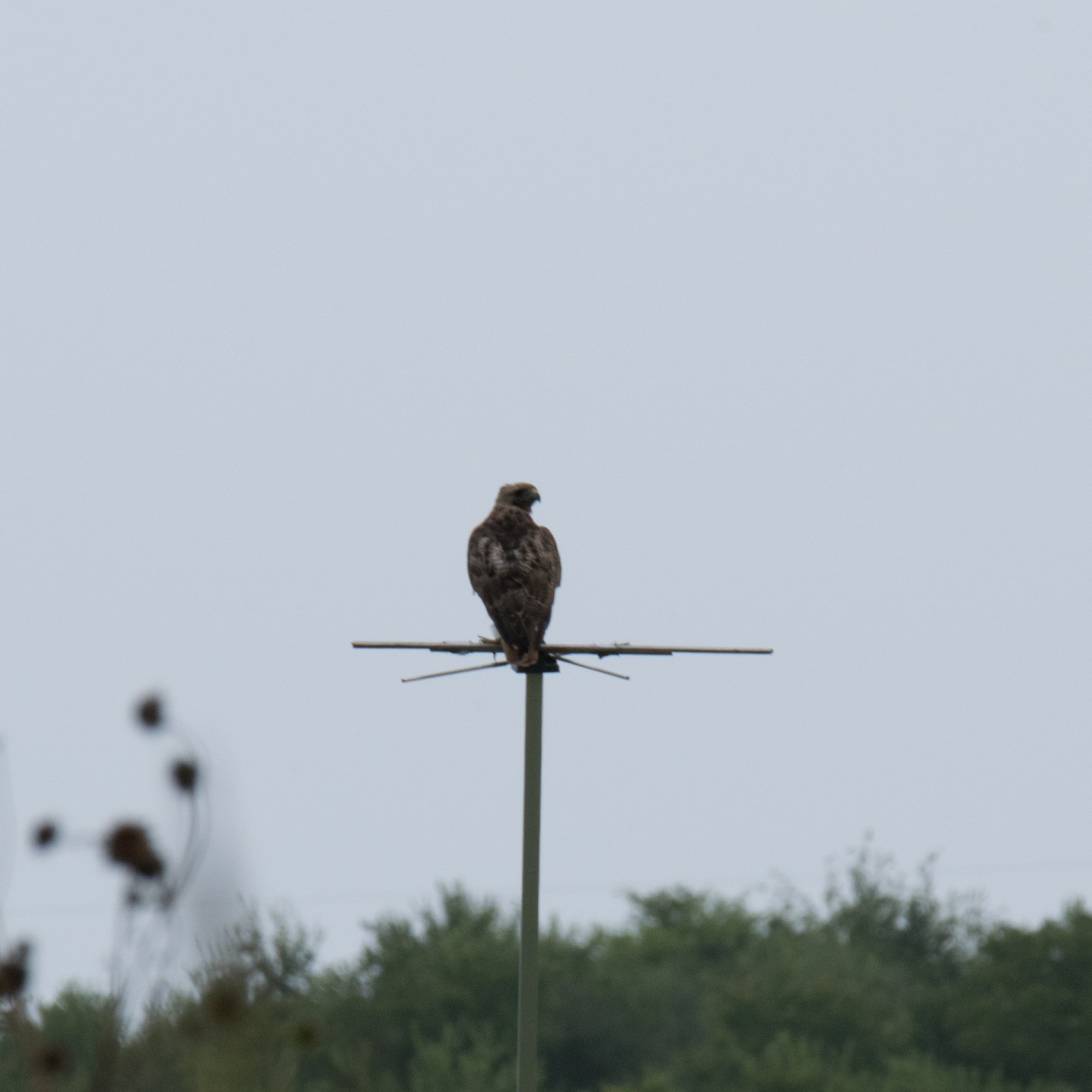 Hawk on perch 2017 07 24 (2)