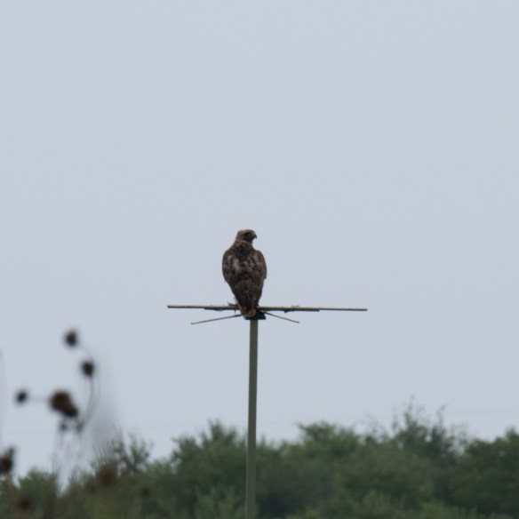 Hawk on perch 2017 07 24 (2)