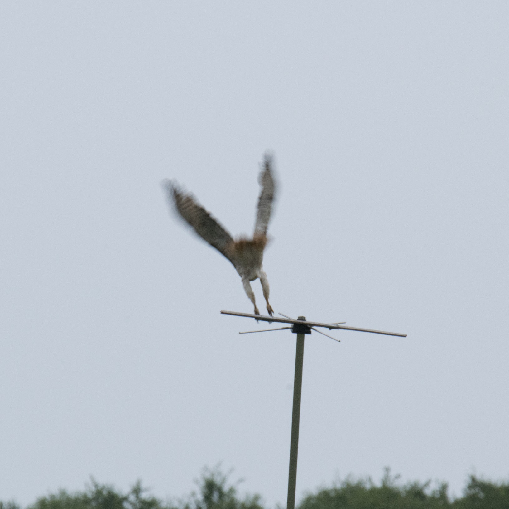 Hawk on perch 2017 07 24 (3)