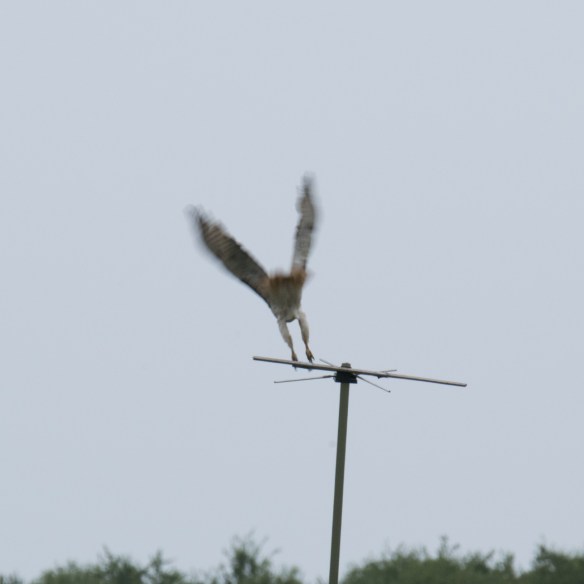 Hawk on perch 2017 07 24 (3)