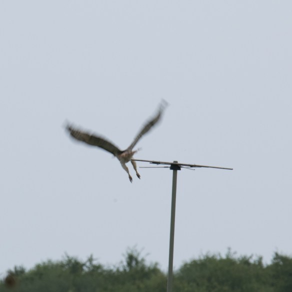 Hawk on perch 2017 07 24 (4)