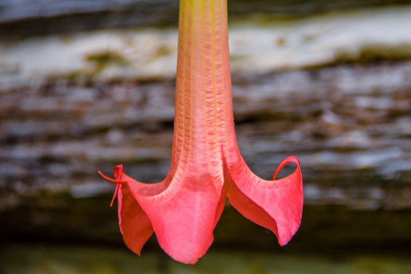 Antique Rose Emporium (22)