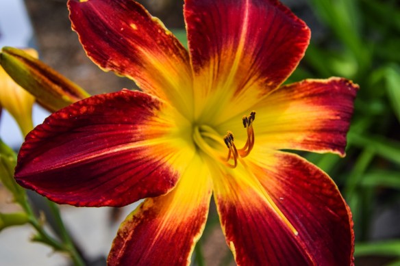 Antique Rose Emporium (66)