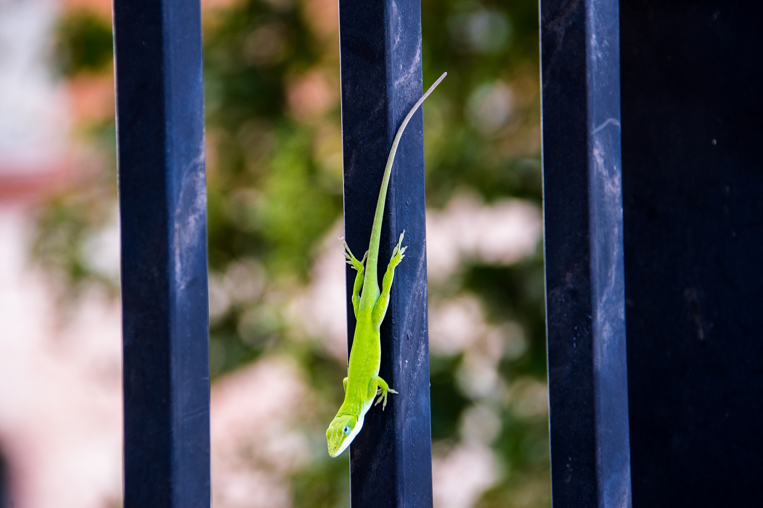 Green lizard (2)