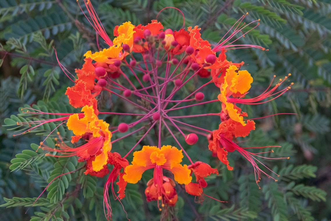 Pride of Barbados