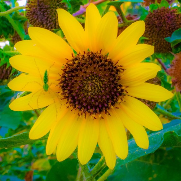 Sunflower with spider friend (4)