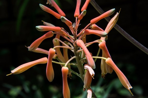 Getting ready to bloom