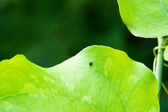 Fly on a leaf