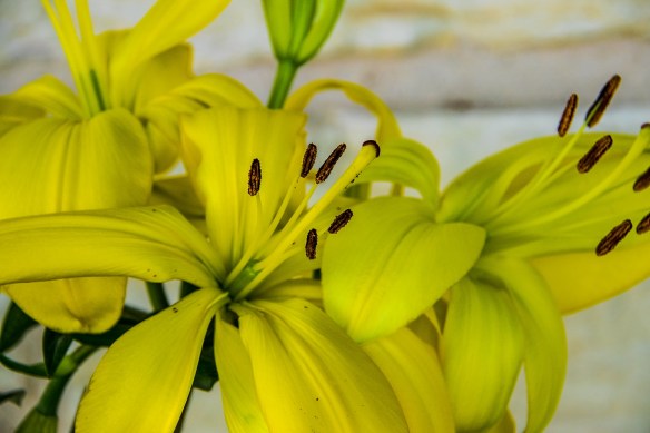 Yellow Lilly