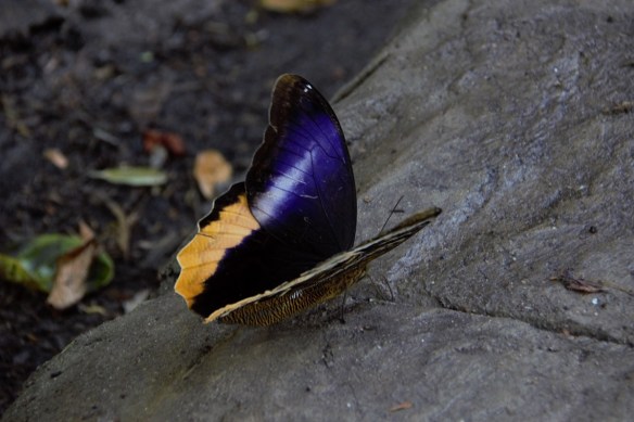 00s Owl Butterfly open wing