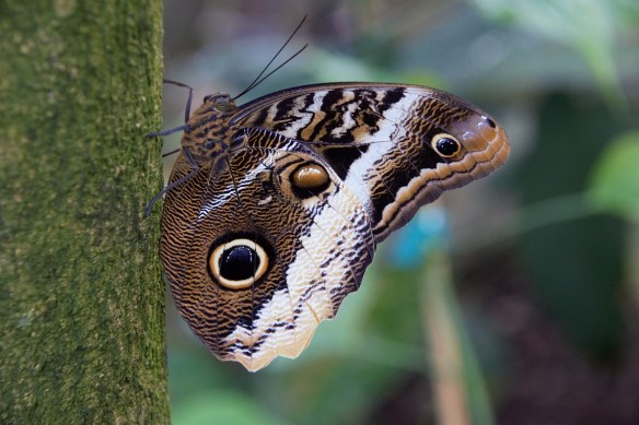 00s Owl Butterfly