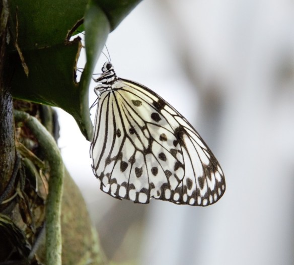 Rice Paper Butterfly