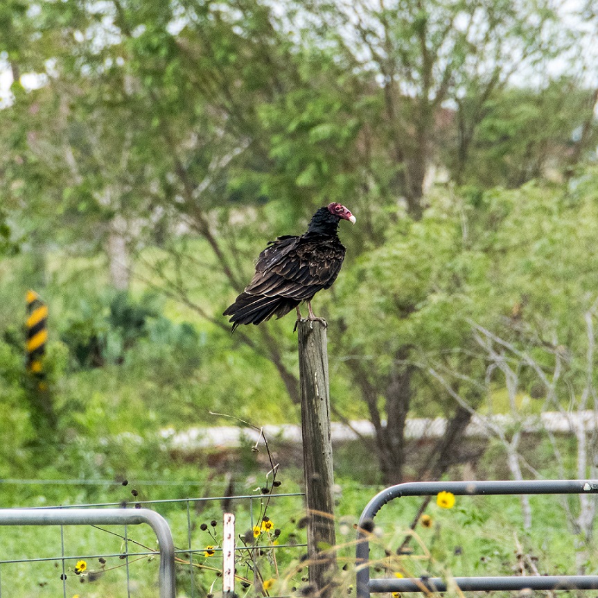 Turkey Vulture (1)