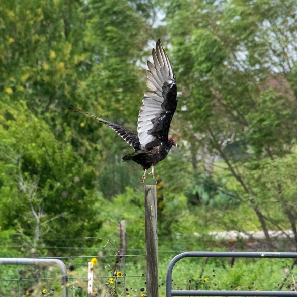 Turkey Vulture (2)