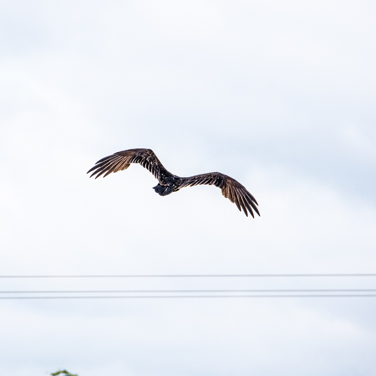 Turkey Vulture (3)