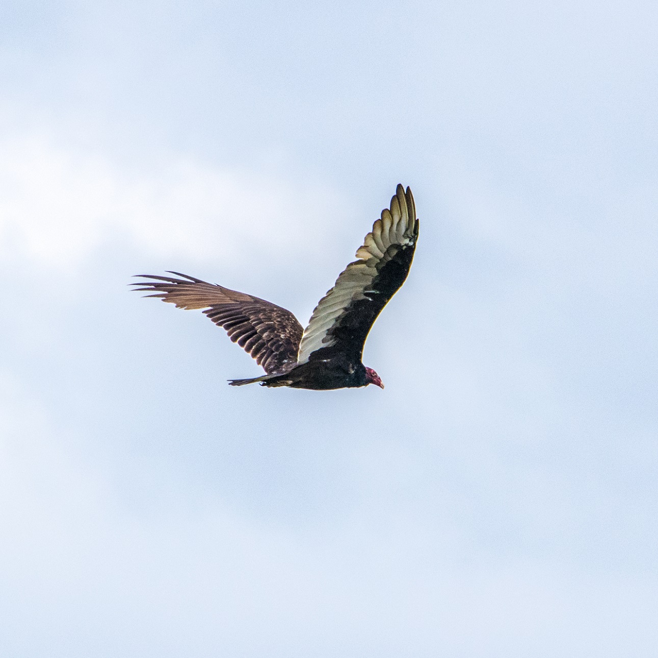 Turkey Vulture (4)