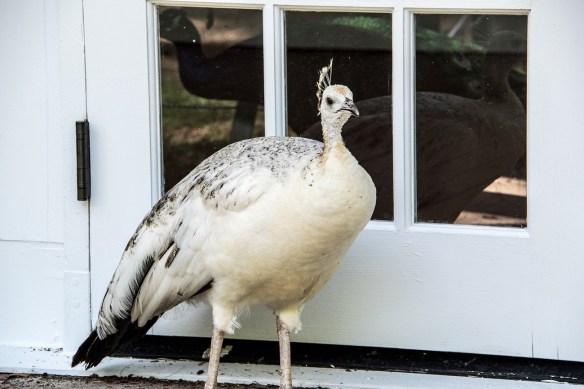 White Peahen