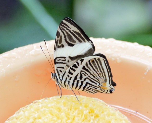 Zebra Mosaic Butterfly