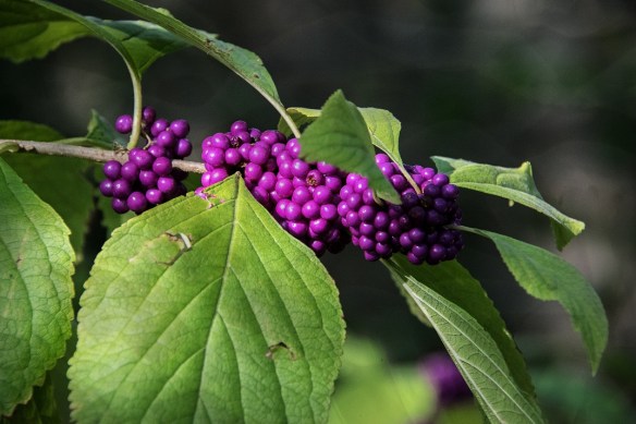 00s American Beauty Berry (1a)