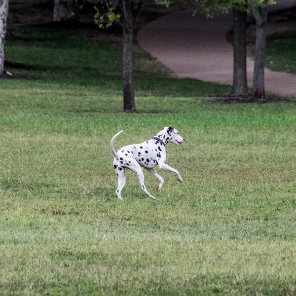 Dalmation at Mueller (1)