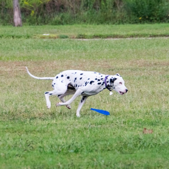 Dalmation at Mueller (2)