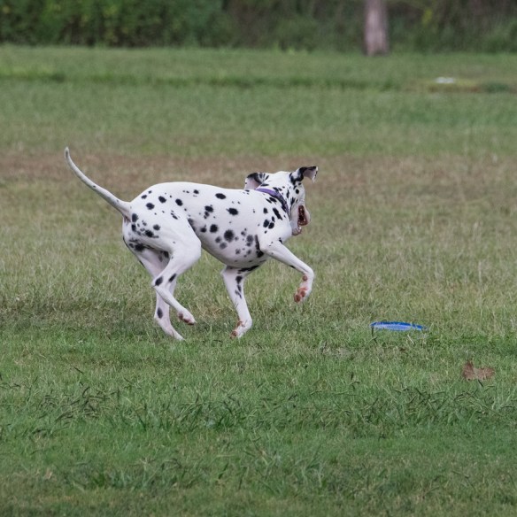 Dalmation at Mueller (3)