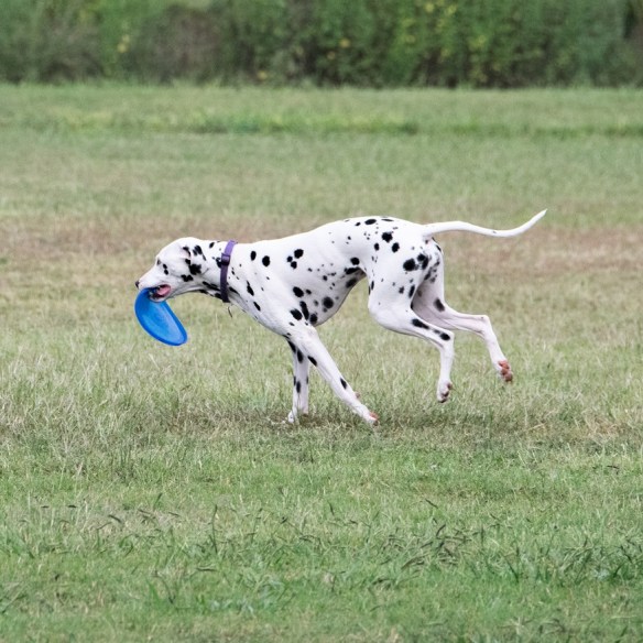 Dalmation at Mueller (4)