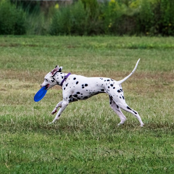 Dalmation at Mueller (5)