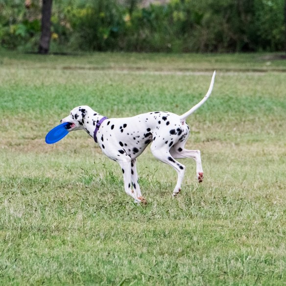Dalmation at Mueller (6)