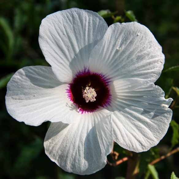 TreshaBarger-DoOver#3-wk37