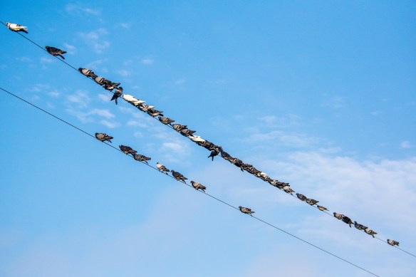 Pigeons on a wire