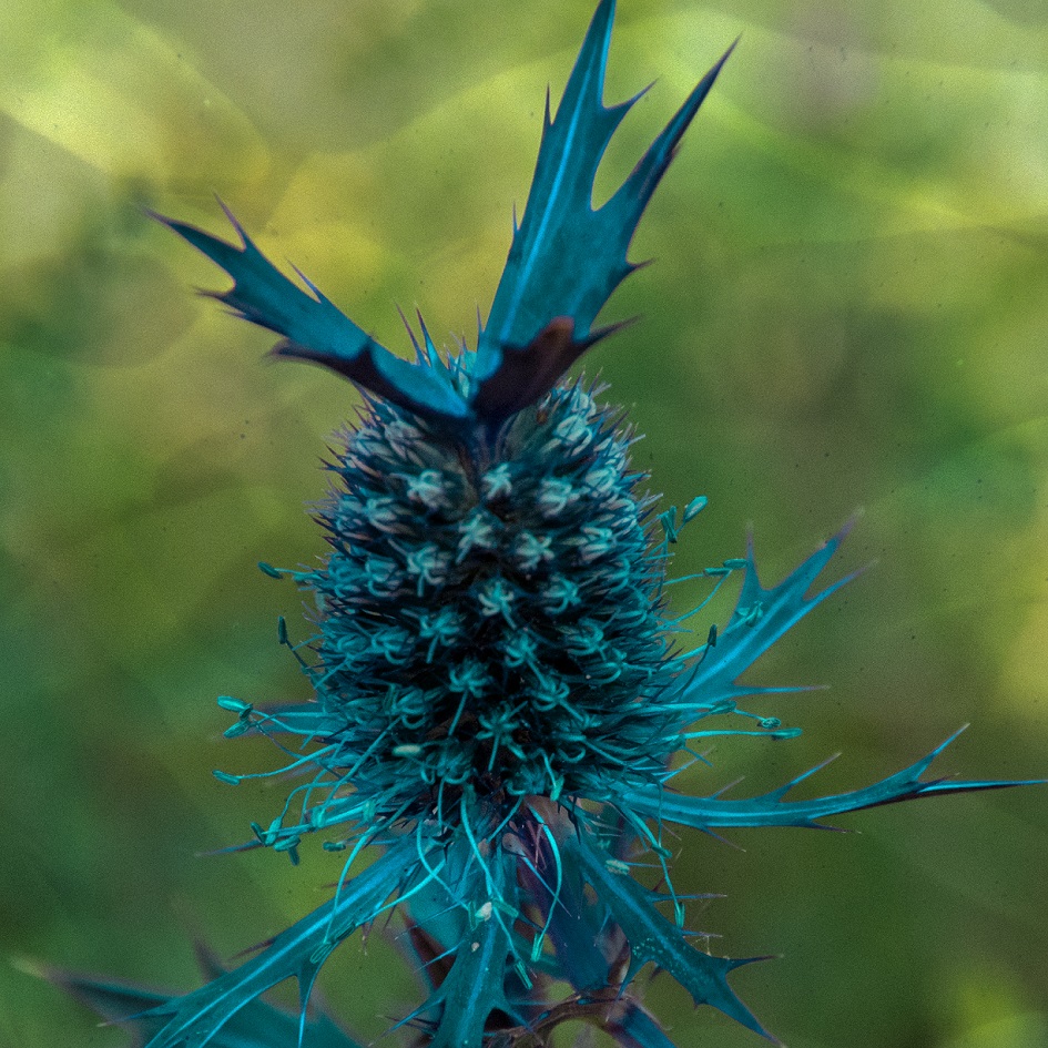 00s Pineapple Flower