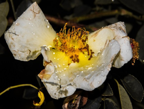 TreshaBarger-MotherNature-wk40