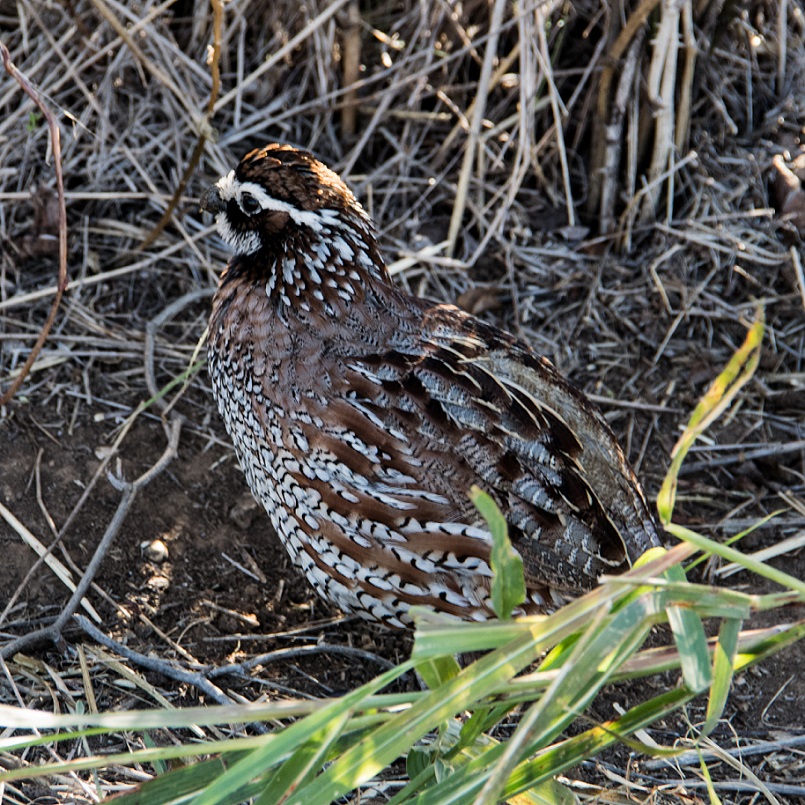 Northern Bobwhite Quail | It's a long story