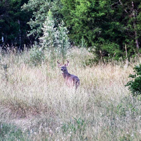 White Tailed Deer in New Braunfels (10)