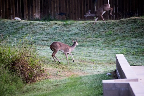 White Tailed Deer in New Braunfels (13)