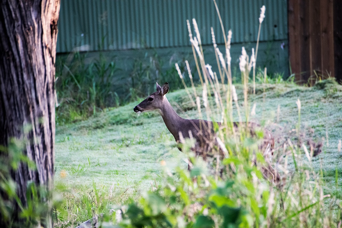 White Tailed Deer in New Braunfels (16)