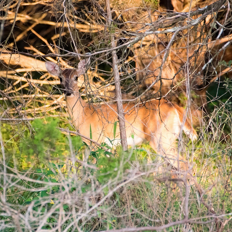White Tailed Deer in New Braunfels (18)