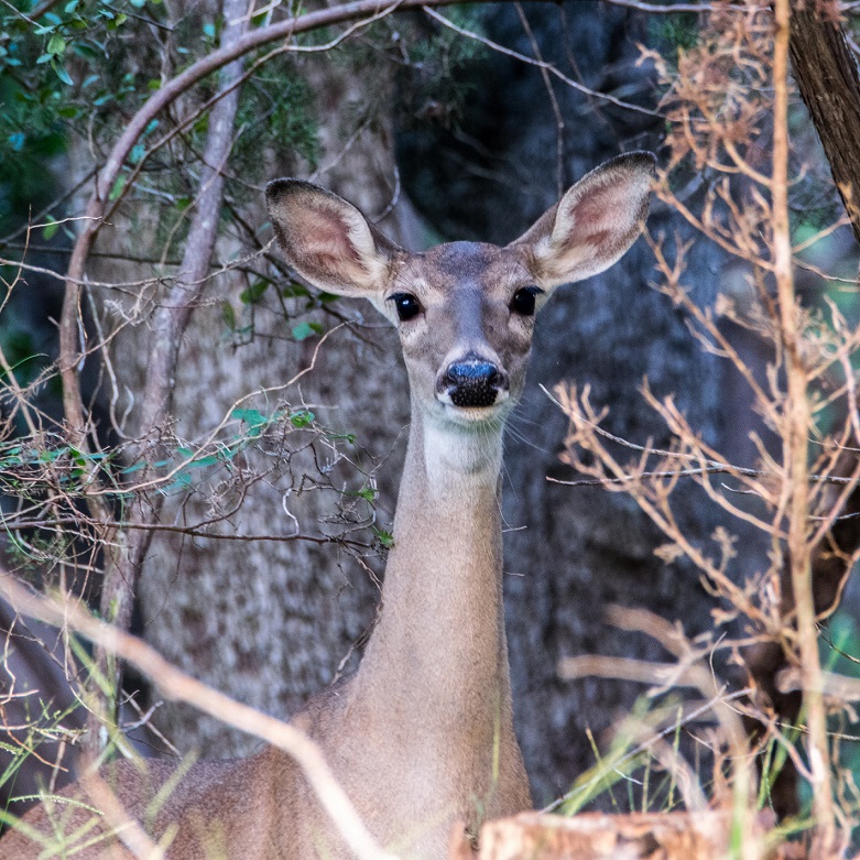 White Tailed Deer in New Braunfels (2)