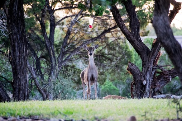 White Tailed Deer in New Braunfels (3)