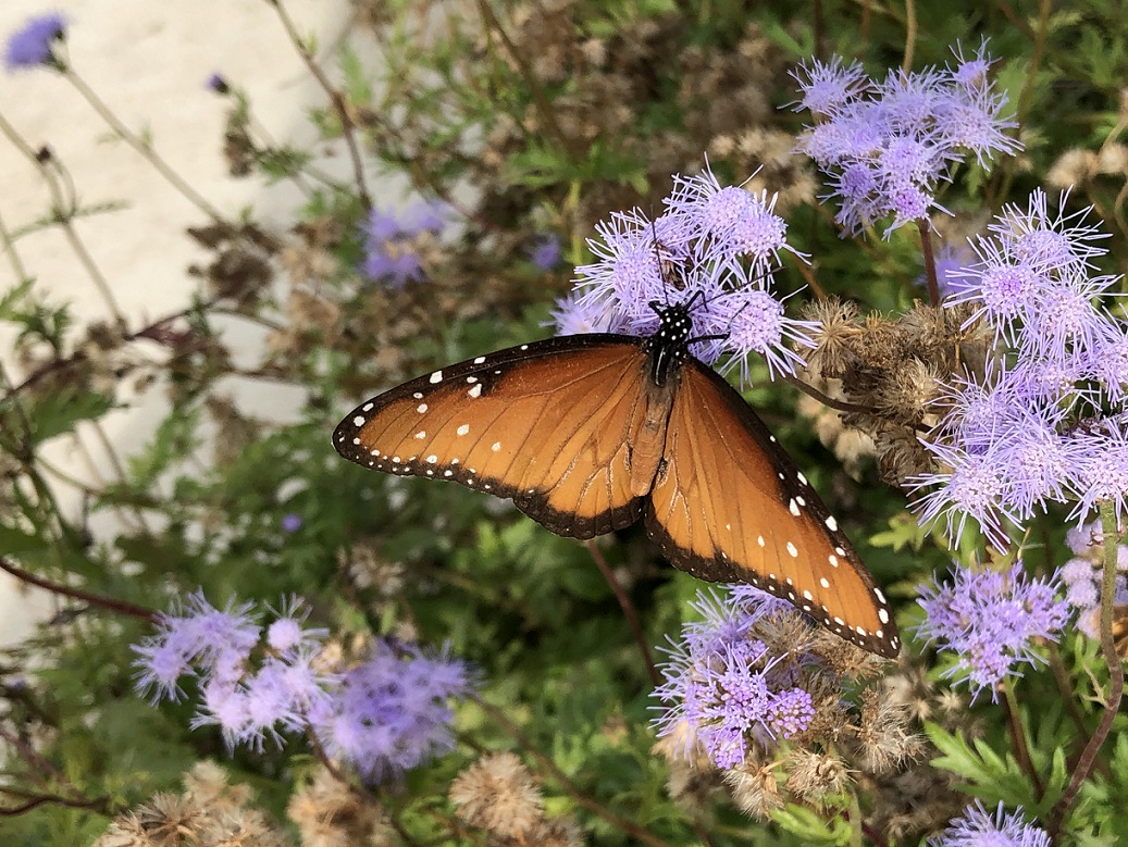 At the Lady Bird Johnson Wildflower Center