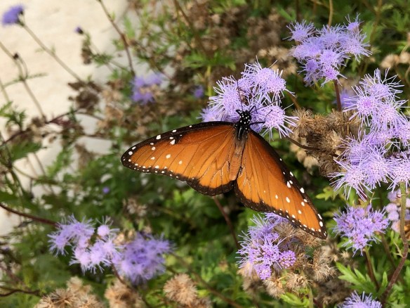 At the Lady Bird Johnson Wildflower Center