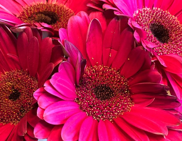 Photographed with my iPhone