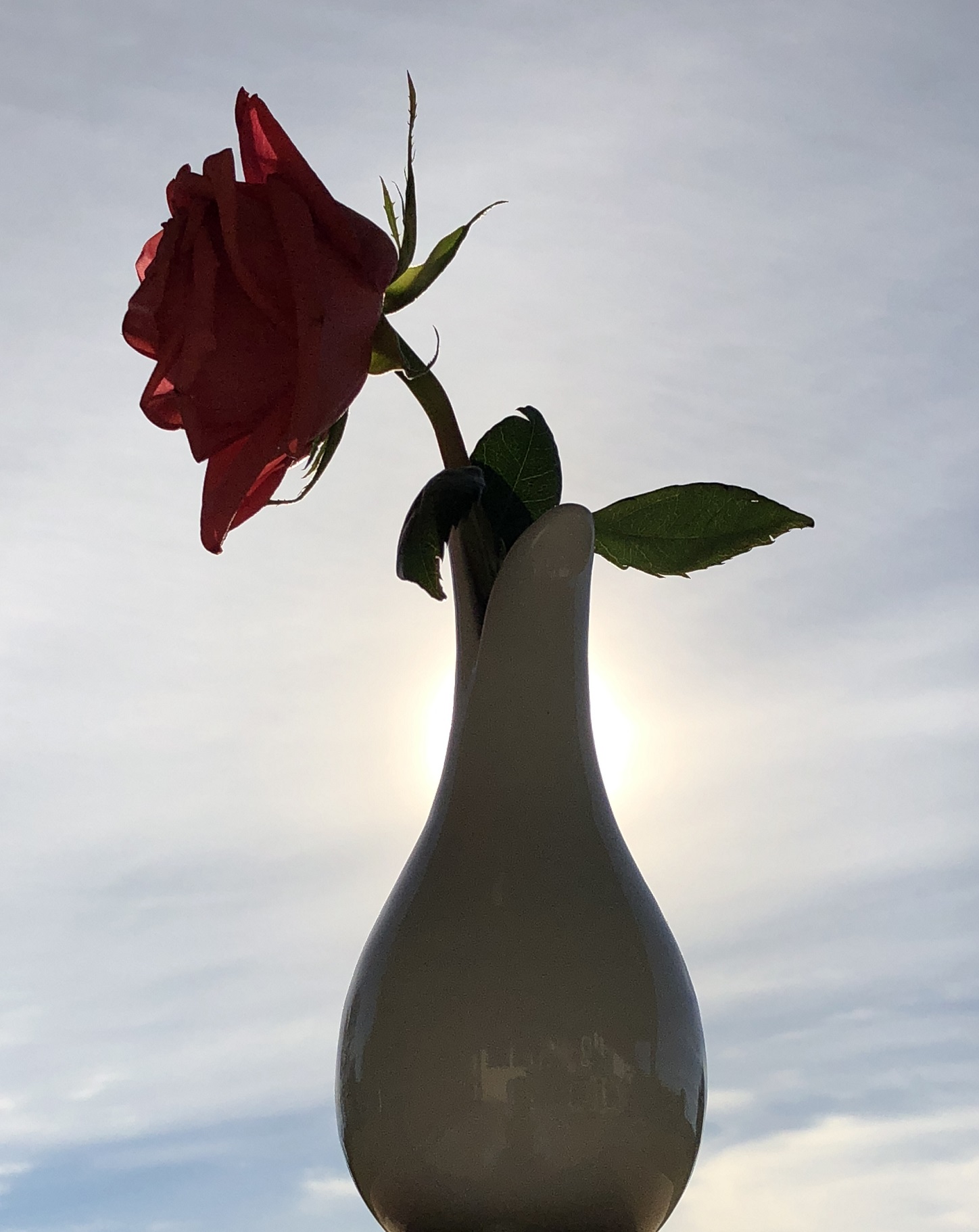 00s Rose in silhouette