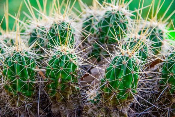 Wildflower Center Cactus