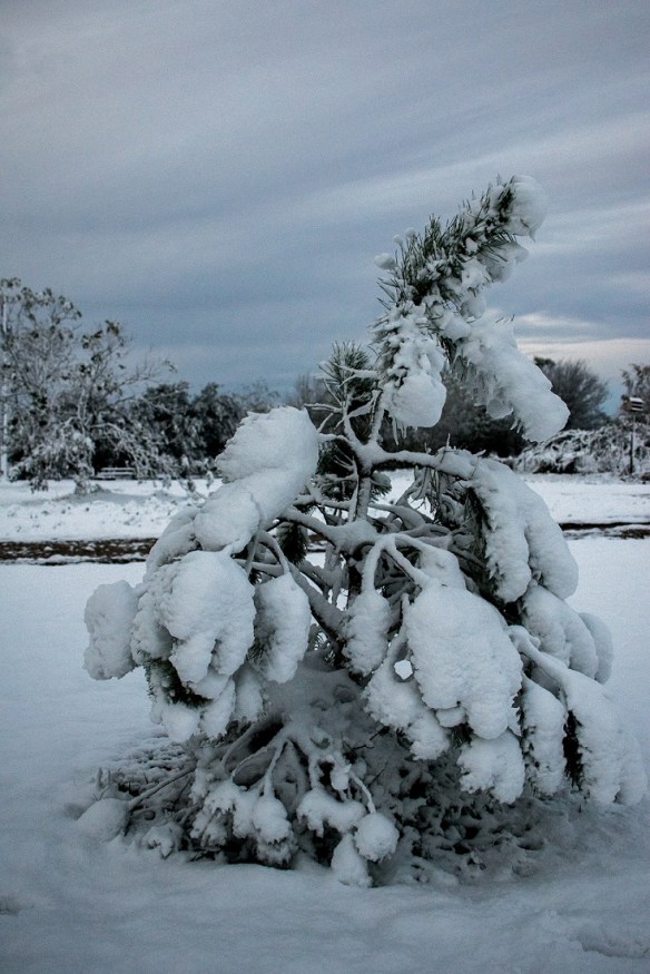 Italian Stone Pine in snow