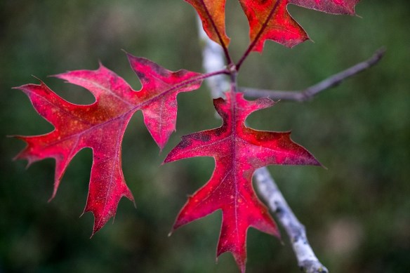 Pin Oak Leaves (1)
