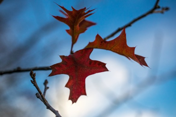 Pin Oak Leaves (2)