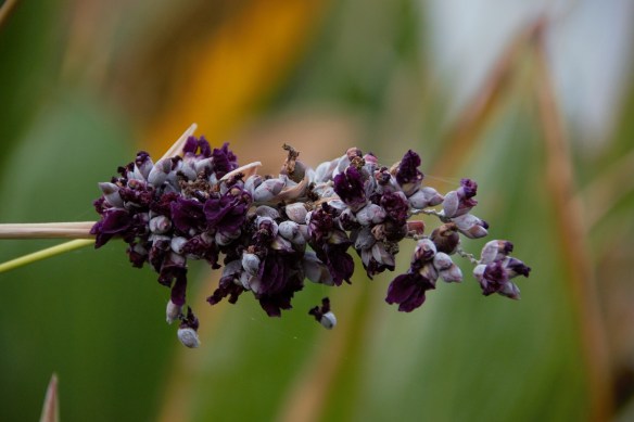 00s Purple Flowers at Mueller (2)